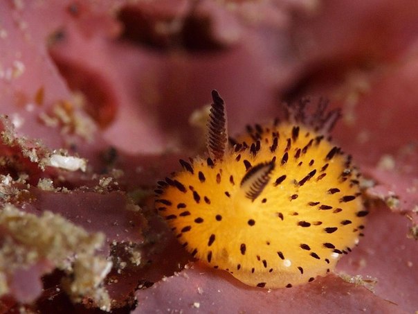Jorunna parva      ,   