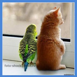 Tolik, ���������, 59 ���