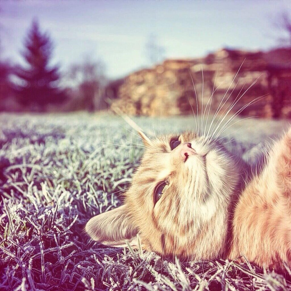    ... #animal@travel.blog