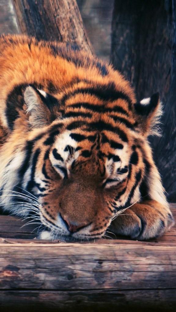 ����� ������� �������,����� ������� �� �� ������� � ������� �����