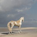 ���� Aleks, ����� ������� - ��������� 12 ������� 2015 � ������ �HORSES�