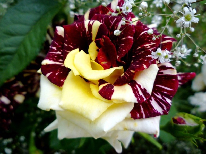 Природное искусство. Роза Абракадабра. Выведена сравнительно недавно, около 20 лет назад ...