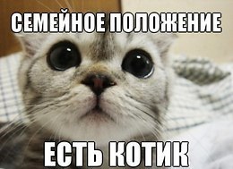 питомцы - 1 января 2016 в 10:44