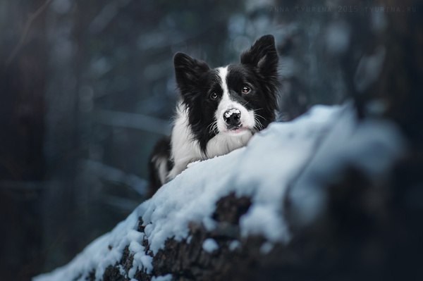      . - 15