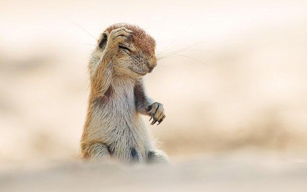     2015       Comedy Wildlife Photography Awards - 10