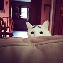  ,  -  10  2015   Cats