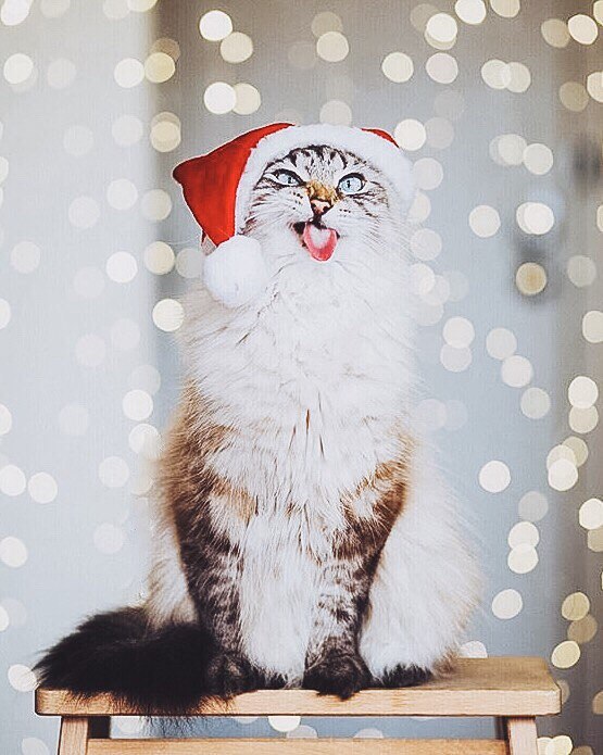 Смешные котики новогодние