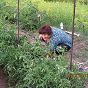 ���� �������, �����������, 71 ��� - ��������� 11 ������� 2015 � ������ ���� ����������