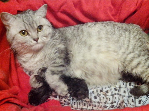 #Безкота_добро.У нас тоже история со счастливым концом) Я нашла нашу Милану на своей работе с утра в ... - 2