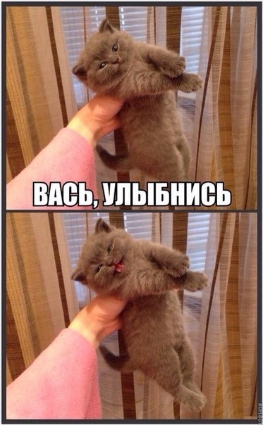 Без кота и жизнь не та - 19 марта 2016 в 21:34