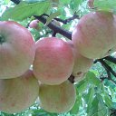 ���� Serghei, �������, 84 ���� - ��������� 26 ����� 2016