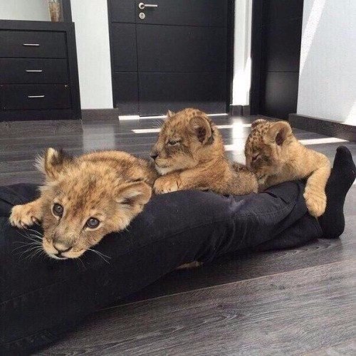 Без кота и жизнь не та - 13 марта 2016 в 10:31 - 6