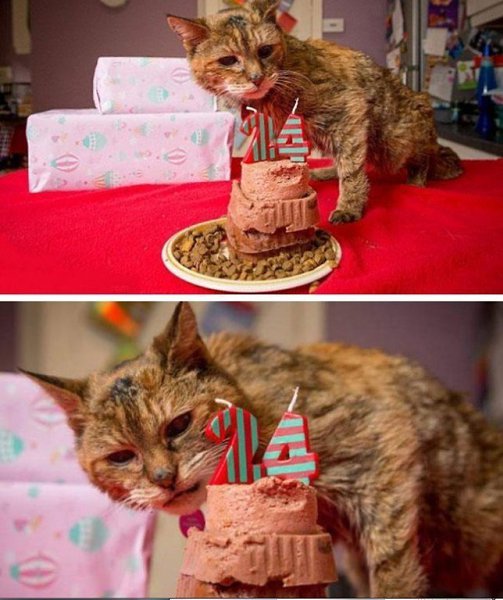 Котейке исполнилось 24. Старейший кот на земле.