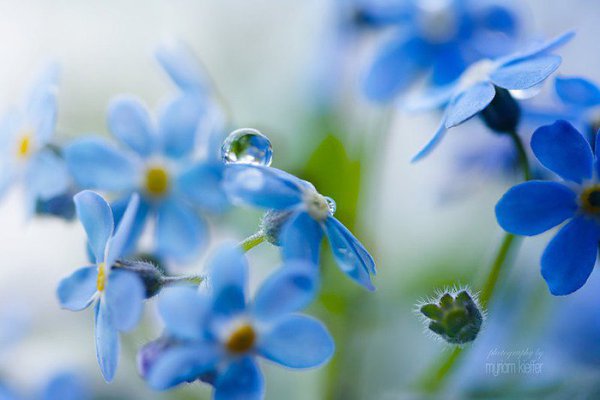 :) Слеза стекает по щеке прозрачной капелькой росы! Слезинка счастья,радости души,ведь мы сегодня ... - 5