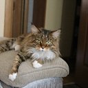  ............................??? .    