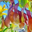  ,  -  15  2016    13    \