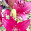 ���� ������, ����, 73 ���� - ��������� 8 ���� 2016 � ������ ���� ����������