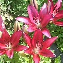 ��� ����� �� ������� ���� ����������