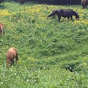 ���� Roman, ������ - ��������� 7 ���� 2016 � ������ ���� ����������