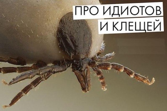 Пишет бывший научный сотрудник, а ныне инженер–биотехнолог, последние 7 лет занимаюсь клещевыми ...