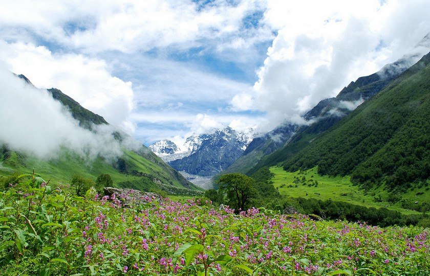   -   . ,  Valley of Flowers -   ... - 7