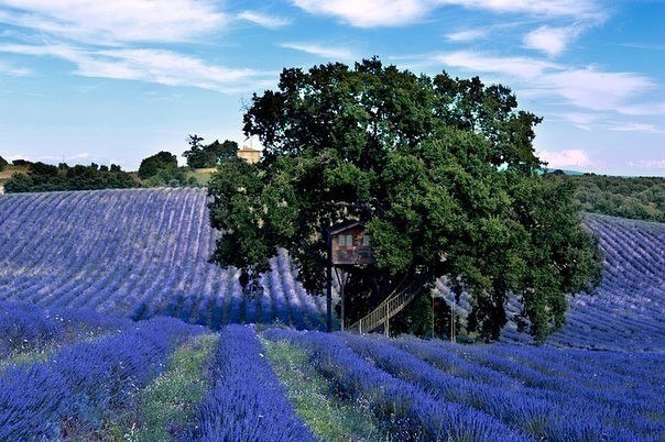      .    Suite Bleue   ...