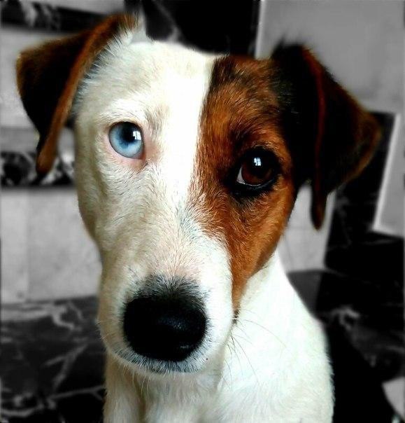 ������ ���� ������������ ��������, �������� �������� ������������.