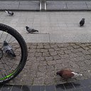 ���� ����, �����, 37 ��� - ��������� 1 ��� 2016 � ������ ���� ����������