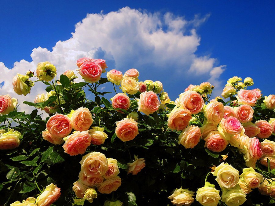 Kawazu Bagatelle Rose Garden. .Kawazu Bagatelle Rose Garden    ... - 6