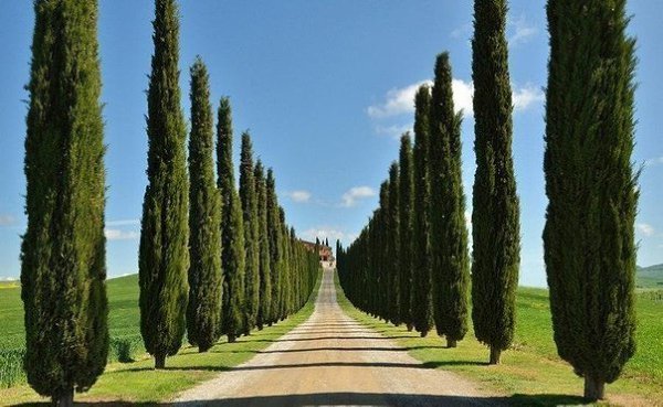 Аллея кипарисов, Тоскана, Италия