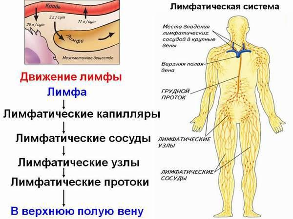 Почему так важно заботиться о лимфатической системе? Лимфа — живая вода нашего организма. ...