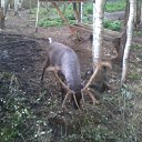 ���� Anatolii, ����������, 63 ���� - ��������� 29 ���� 2016 � ������ ���� ����������