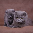 ���� ������, ������� ��������, 62 ���� - ��������� 11 ���� 2016 � ������ ���� �����