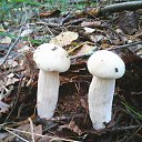 ���� �������, ������ ��������, 43 ���� - ��������� 1 �������� 2016 � ������ ���� ����������