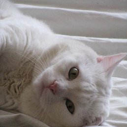 �������, �����-���������, 41 ���