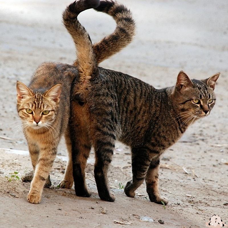 CATS OF ALL - 12 ����� 2016 � 16:21