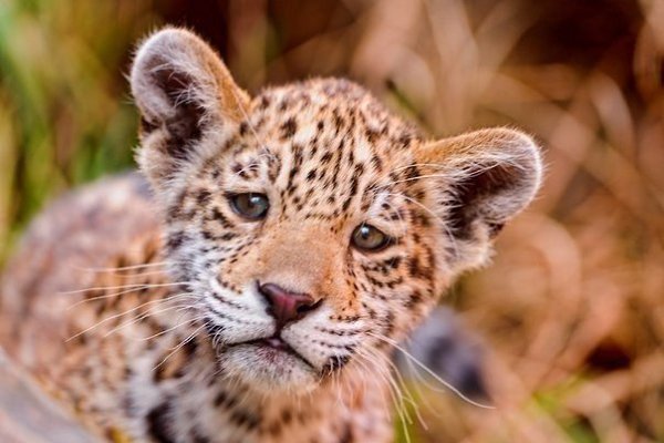 В мире животных - 6 августа 2016 в 15:10 - 5