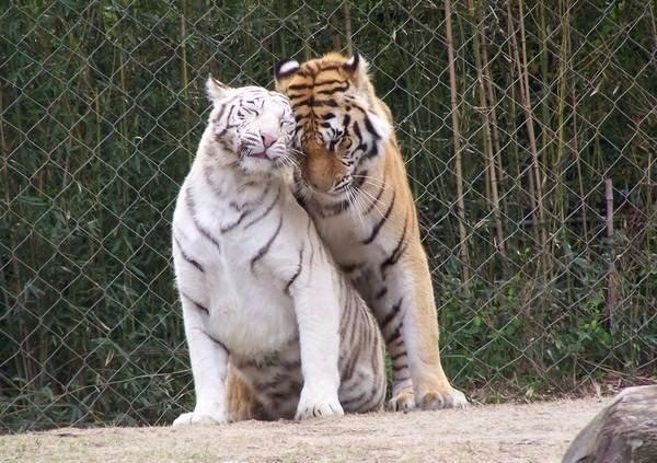  .#animal@travel.blog