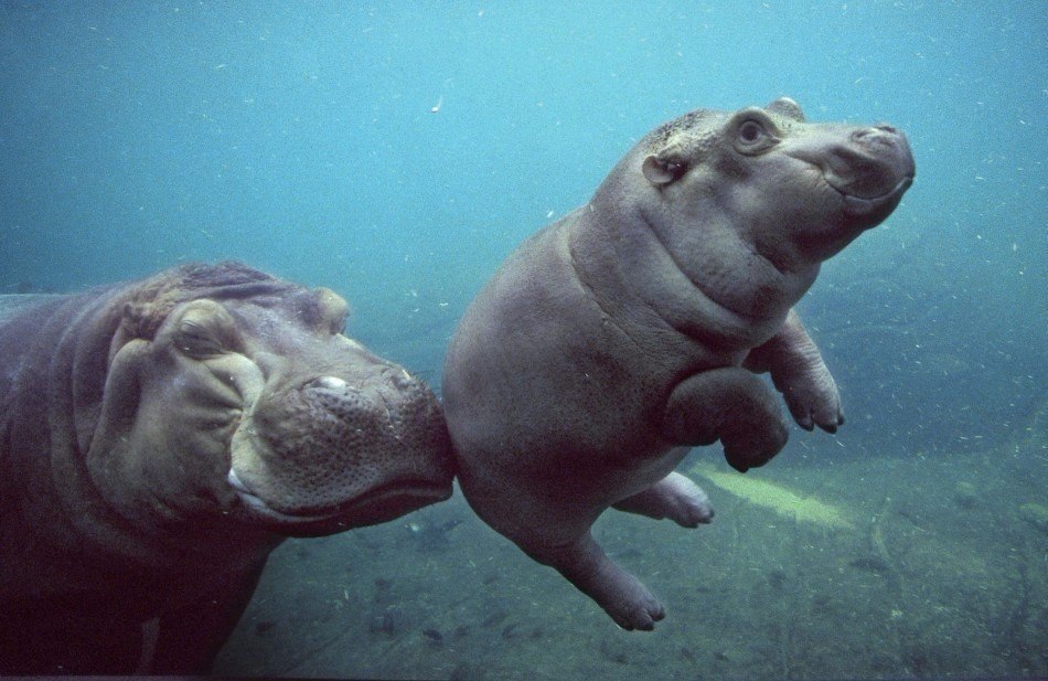   .#animal@travel.blog