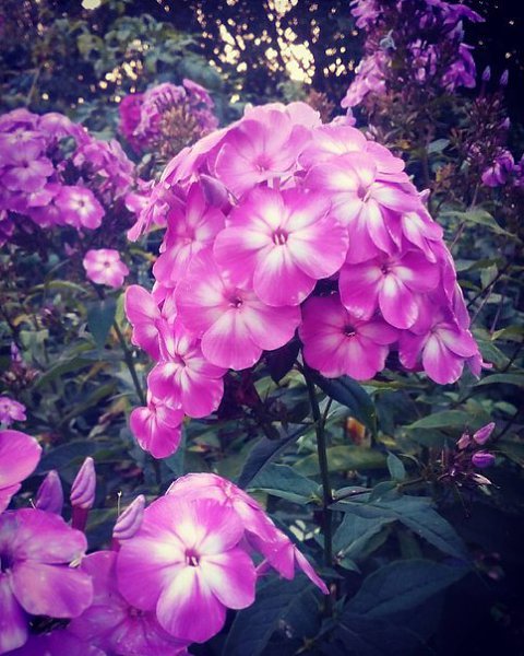 . http://office.dlya-cvetov.ru/2015/ofisnyie-tsvetyi/ofisnyie-tsvetyi/