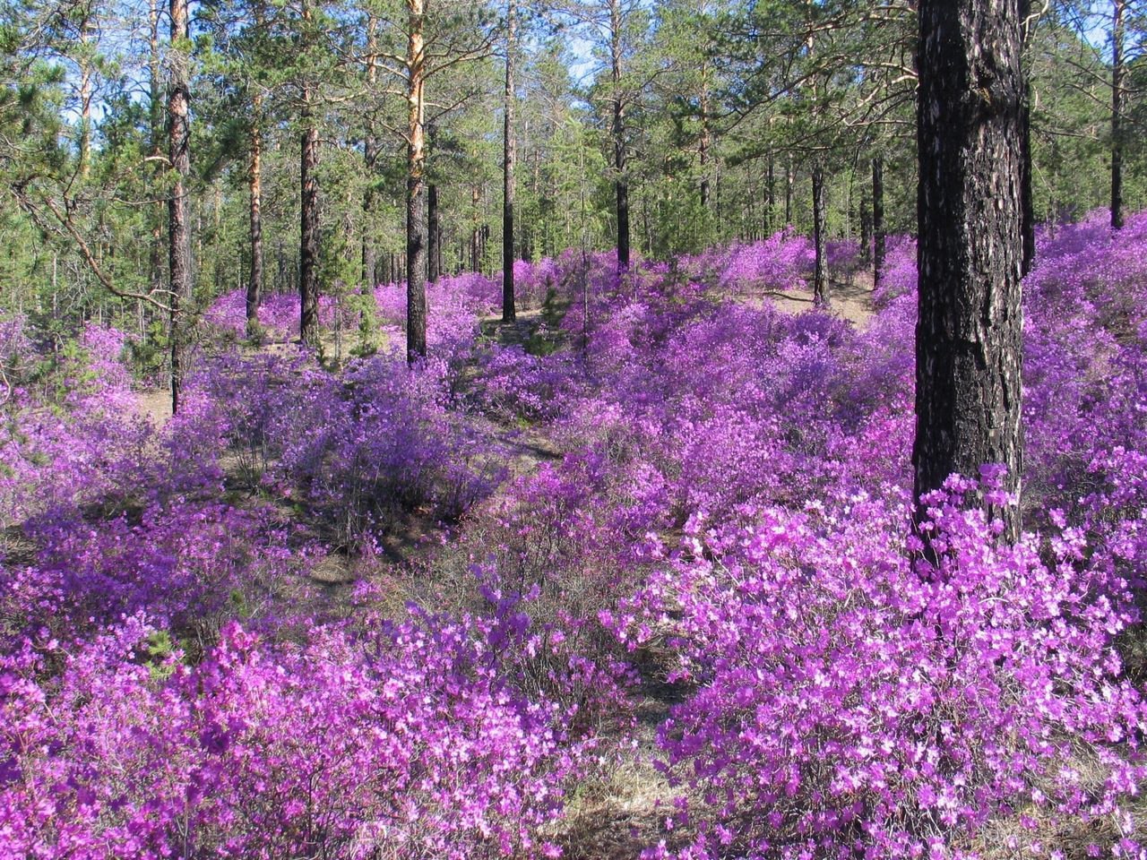 Цветет багульник! - 3
