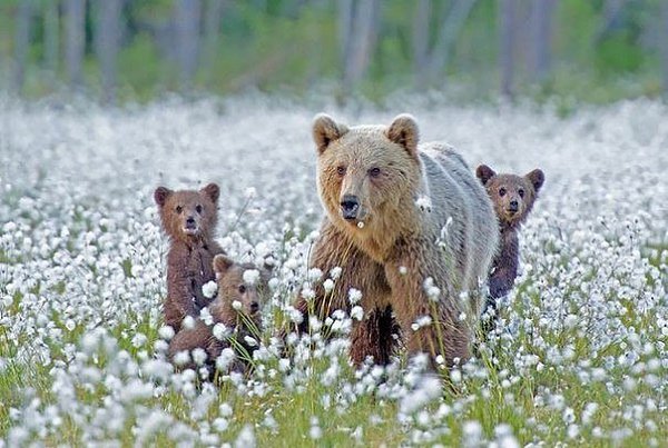 Медведи учат медвежат быть медведями :) - 4