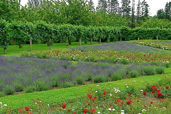 ���� �������� ���������(Penshurst Place & Gardens)����,��������������. ��� �������� ����������� ... - 18