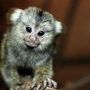 ���� �����, �������, 41 ��� - ��������� 16 ������ 2016 � ������ ���� ����������