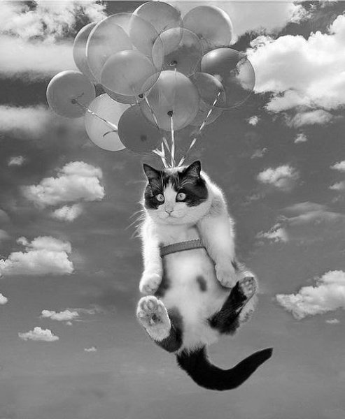 CATS OF ALL - 11  2016  02:25