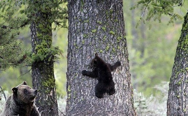 Медведи учат медвежат быть медведями :) - 3