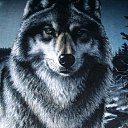 ���� Wolf, ������, 61 ��� - ��������� 23 ���� 2016 � ������ ������