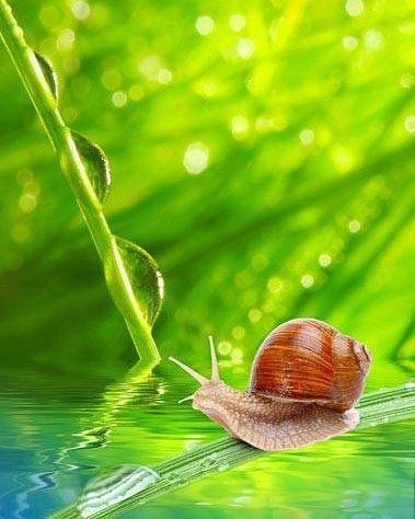 Берегите эти воды, эти земли, Даже малую былиночку любя. Берегите всех зверей внутри природы, ... - 5