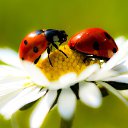  Penelopaxxx,  -  19  2016    