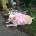 ���� �����, ���������� - ��������� 14 ���� 2016 � ������ ���������� 2016�